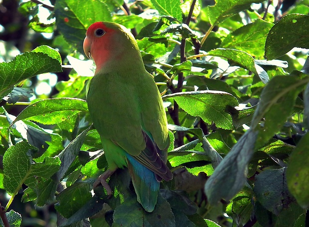 papagáj Agapornis roseicollis