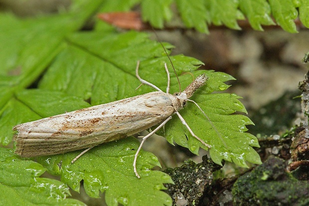 trávovec prúžkatý  Agriphila inquinatella