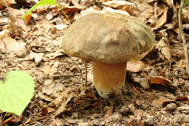 hríb bronzový Boletus aereus Bull. ex Fr.