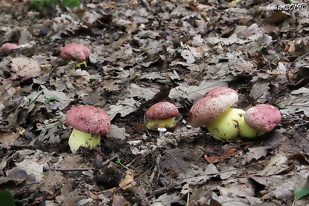 hríb kráľovský Butyriboletus regius (Krombh.) D. Arora & J.L. Frank