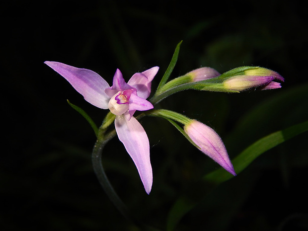 prilbovka červená Cephalanthera rubra (L.) Rich.