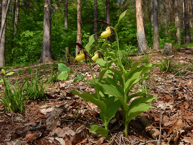 črievičník papučkový Cypripedium calceolus L.