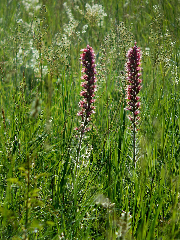 hadinec červený Echium russicum J. F. Gmel.