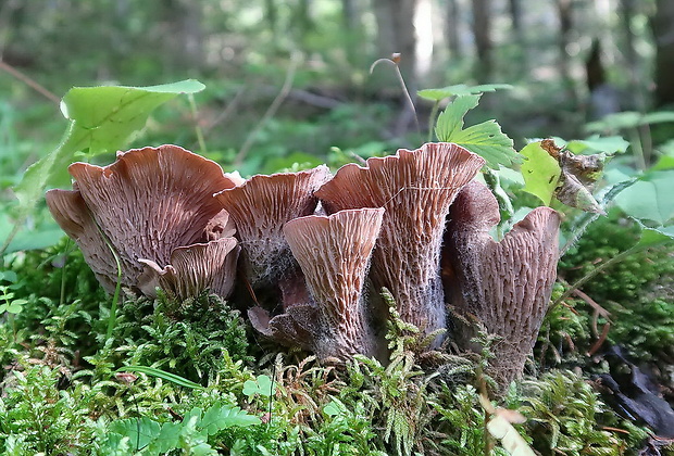 lievikovec kyjakovitý Gomphus clavatus (Pers.) Gray