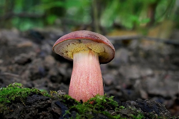 suchohríb karmínový Hortiboletus rubellus (Krombh.) Simonini, Vizzini & Gelardi