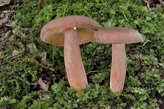 rýdzik vodnatý Lactarius serifluus (DC.) Fr.