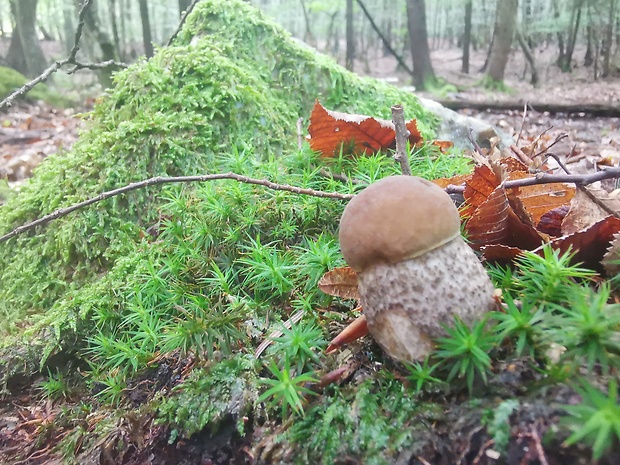 kozák hrabový Leccinum pseudoscabrum (Kallenb.) Šutara