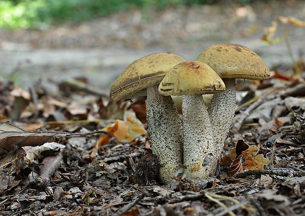 kozák hrabový Leccinum pseudoscabrum (Kallenb.) Šutara