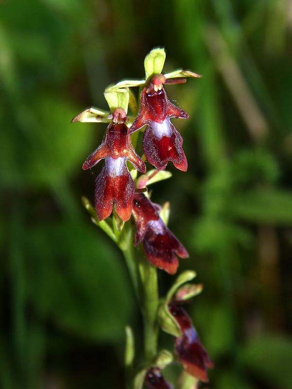 hmyzovník muchovitý Ophrys insectifera L.