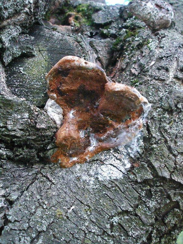 ohňovec slivkový Phellinus pomaceus (Pers.) Maire