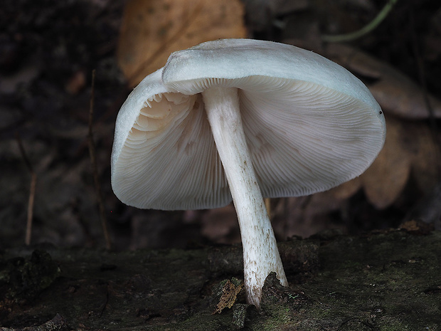 štítovka šupinatá Pluteus petasatus (Fr.) Gillet