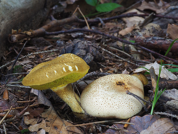 suchohríb cudzopasný Pseudoboletus parasiticus (Bull.) Šutara