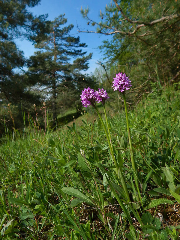 rindera Rindera tetraspis Pall.