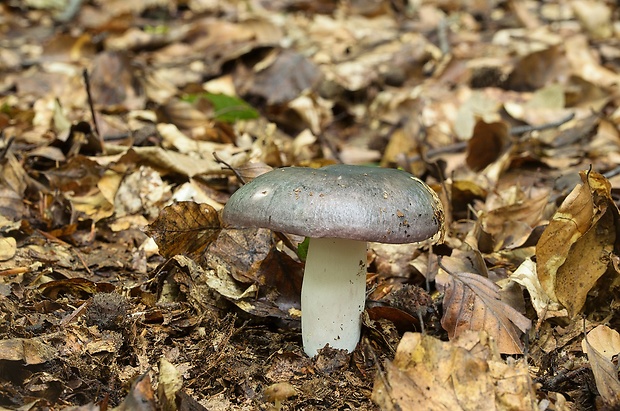 plávka modrastá Russula cyanoxantha (Schaeff.) Fr.