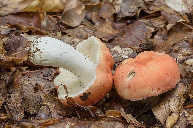 plávka Maireova Russula mairei Singer