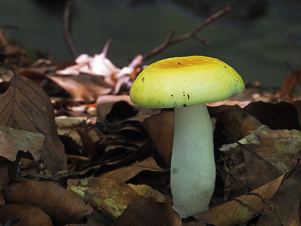 plávka slnečná Russula solaris Ferd. & Winge