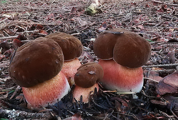 hríb zrnitohlúbikový Sutorius luridiformis (Rostk.) G. Wu & Zhu L. Yang