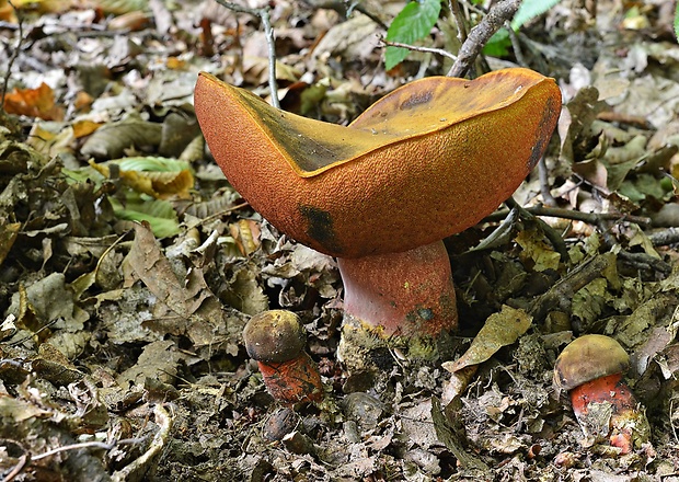 hríb zrnitohlúbikový Sutorius luridiformis (Rostk.) G. Wu & Zhu L. Yang