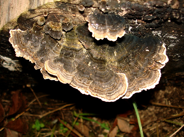 trúdnikovec pestrý Trametes versicolor (L.) Lloyd