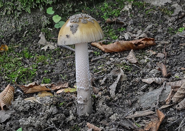 muchotrávka chrastavá Amanita ceciliae (Berk. & Broome) Bas