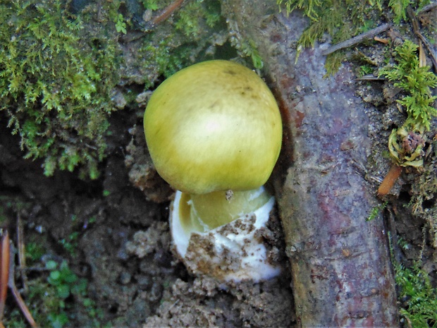 muchotrávka zelená Amanita phalloides (Vaill. ex Fr.) Link