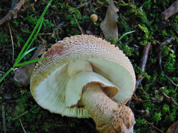 muchotrávka červenkastá Amanita rubescens Pers.