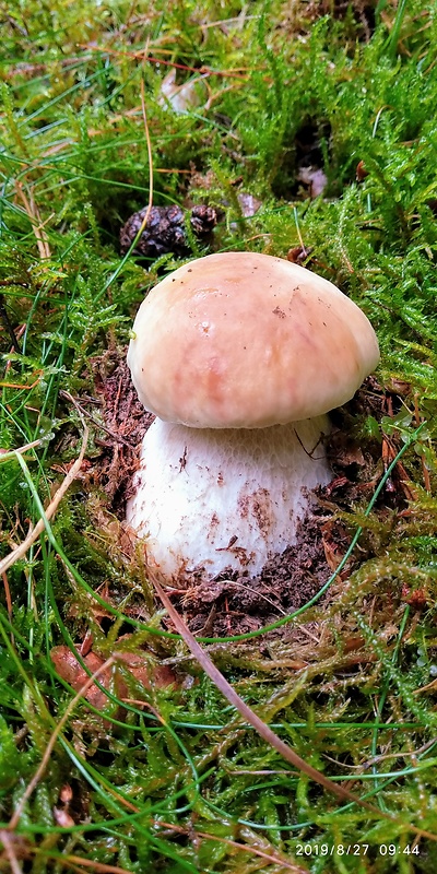 hríb smrekový Boletus edulis Bull.