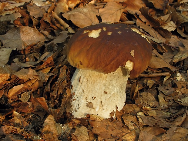 hríb smrekový Boletus edulis Bull.