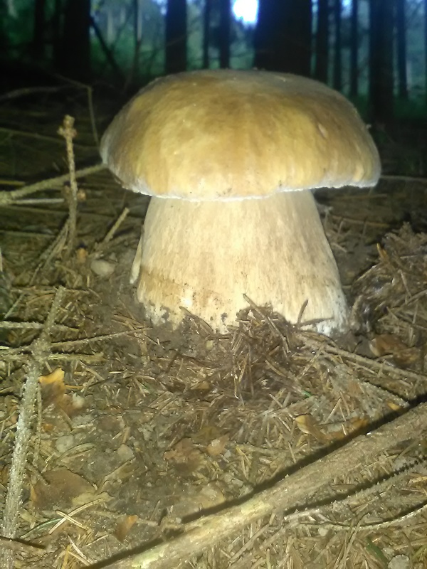 hríb smrekový Boletus edulis Bull.