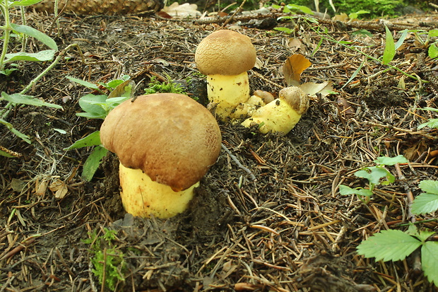 hríb horský Butyriboletus subappendiculatus (Dermek, Lazebn. & J. Veselský) D. Arora & J.L. Frank