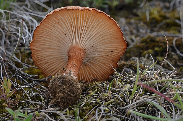 peniazovka Gymnopus vernus (Ryman) Antonín & Noordel.