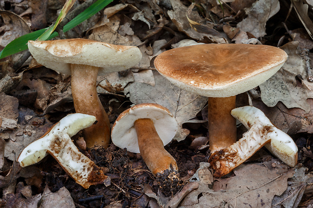 hríbnik gaštanovohnedý Gyroporus castaneus (Bull.) Quél.