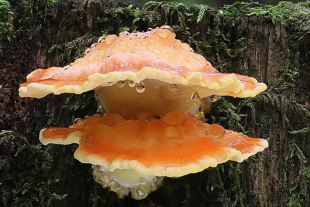 sírovec obyčajný Laetiporus sulphureus (Bull.) Murrill