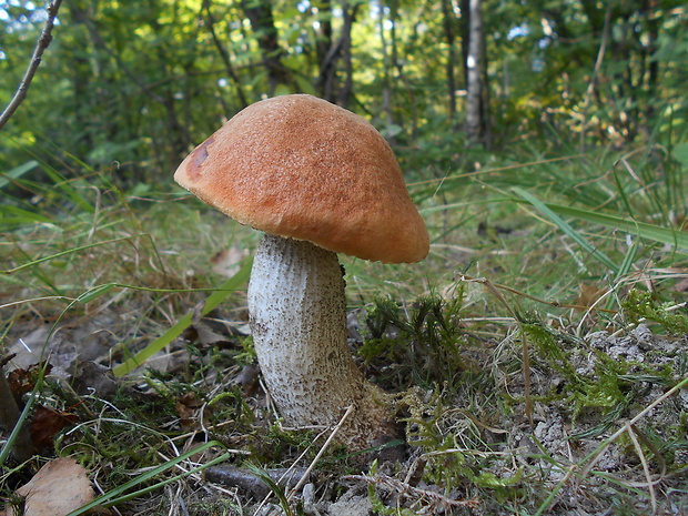 kozák dubový Leccinum aurantiacum (Bull.) Gray