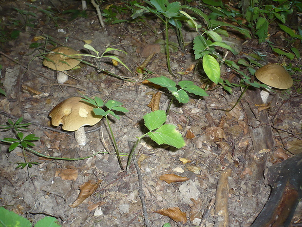 kozák hrabový Leccinum pseudoscabrum (Kallenb.) Šutara