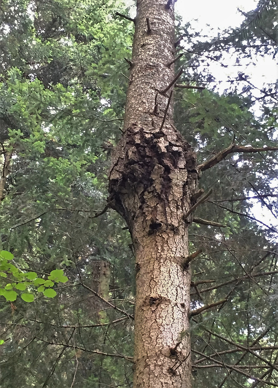 metlovka jedľová Melampsorella caryophyllacearum (DC.) J. Schröt.