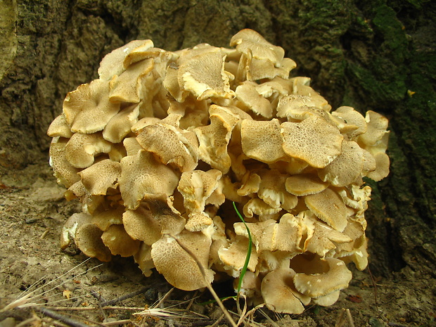 trúdnik klobúčkatý Polyporus umbellatus (Pers.) Fr.