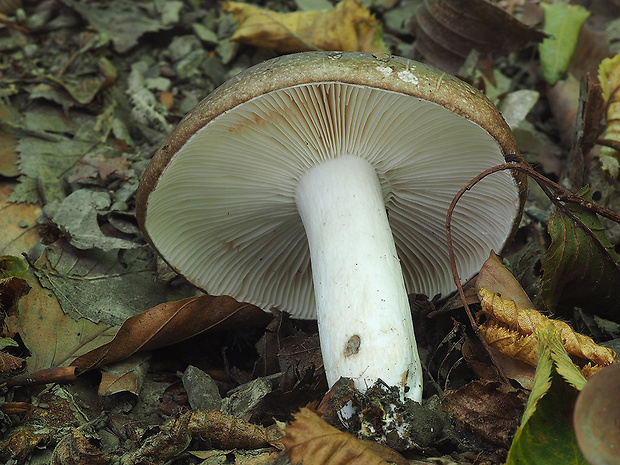 plávka príkra Russula acrifolia Romagn.