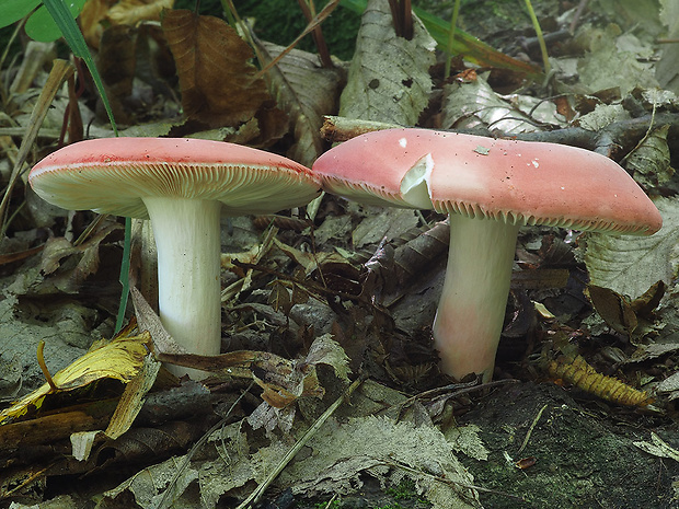 plávka úhľadná Russula rosea Pers.