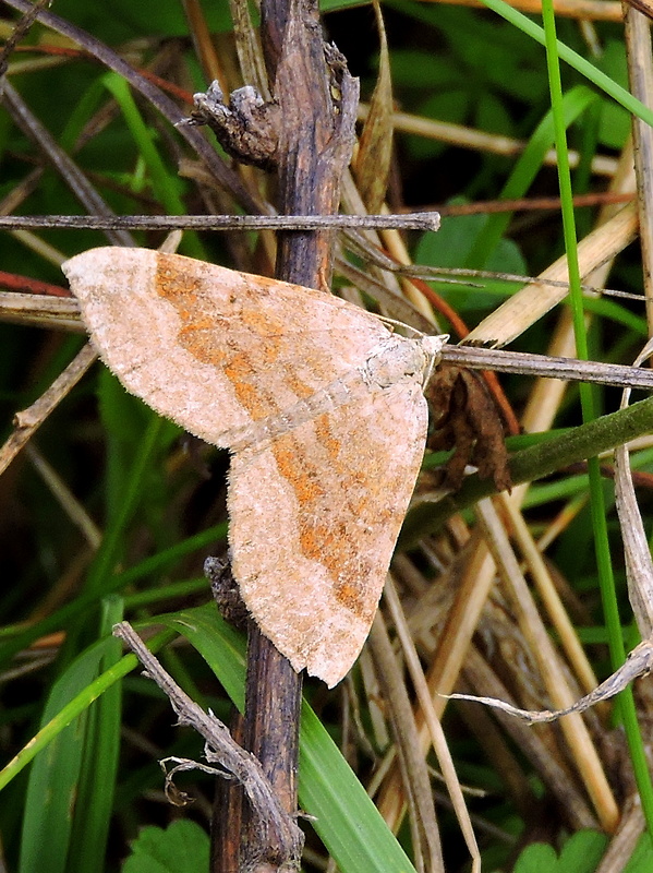 piadivka stoklasová (sk) / vlnočárník sveřepový (cz)  Scotopteryx chenopodiata