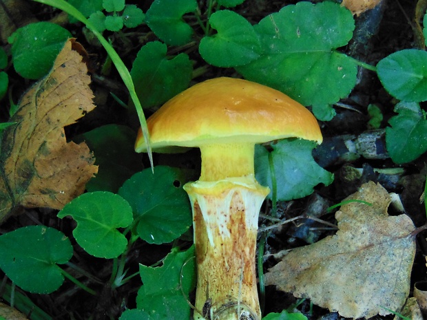 masliak smrekovcový Suillus grevillei (Klotzsch) Singer