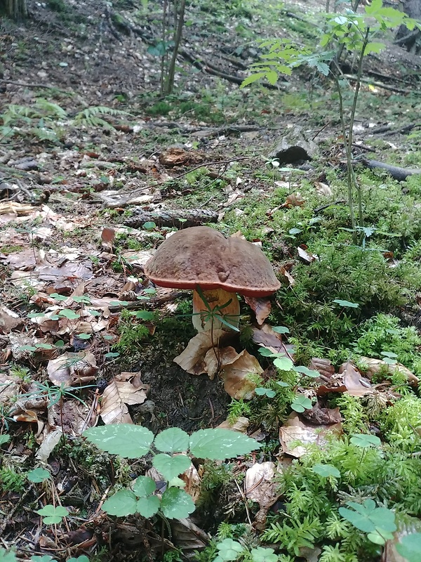 hríb zrnitohlúbikový Sutorius luridiformis (Rostk.) G. Wu & Zhu L. Yang