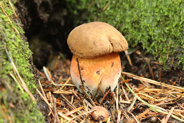 hríb zrnitohlúbikový Sutorius luridiformis (Rostk.) G. Wu & Zhu L. Yang