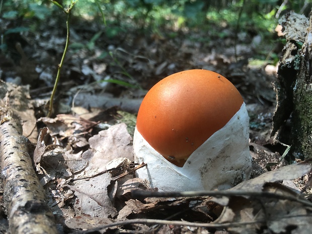 muchotrávka cisárska Amanita caesarea (Scop.) Pers.