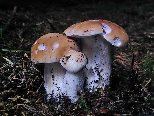 hríb smrekový Boletus edulis Bull.