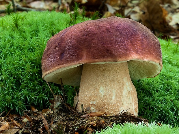 hríb sosnový Boletus pinophilus Pil. et Dermek in Pil.