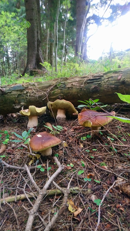 hríb dubový Boletus reticulatus Schaeff.