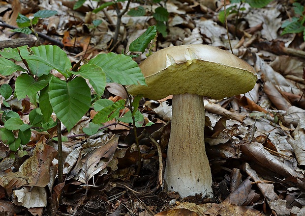 hríb dubový Boletus reticulatus Schaeff.