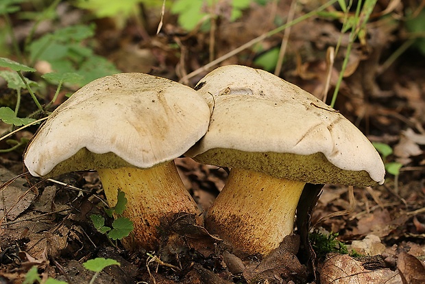 hríb horký Caloboletus radicans (Pers.) Vizzini