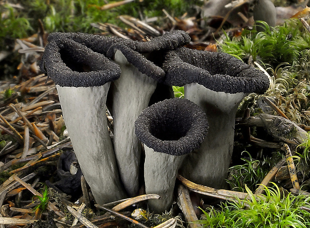 lievik trúbkovitý Craterellus cornucopioides (L.) Pers.